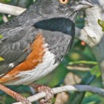 Towhee-Rick