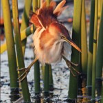 Least Bittern at sunset