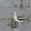 American Avocet