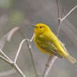 Yellow Warbler Yellow Warbler