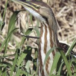 American Bittern