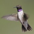 Black-chinned Hummingbird Black-chinned Hummingbird