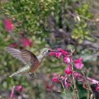 Broad-tailed Hummingbird Broad-tailed Hummingbird