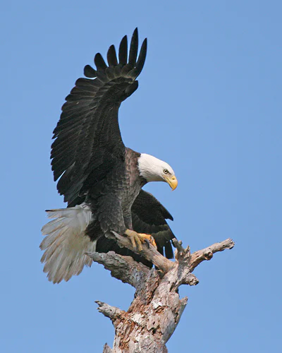 American Bald Eagle American Bald Eagle