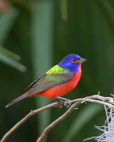 Painted Bunting Painted Bunting