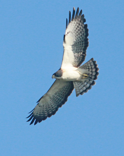 Short-tailed Hawk Myakka