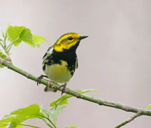 Black-throated Green Warbler Black-throated Green Warbler
