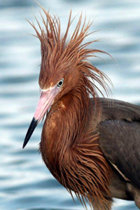 Reddish Egret