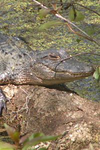 Alligator at Lettuce Lake