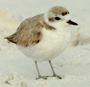 Snowy Plover - Rossheim