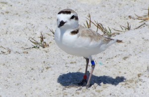 Banded-Snowy-Plover