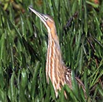 bird2 American Bittern