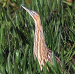 American Bittern