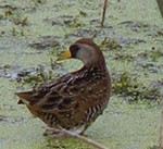 bird3 Sora