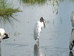 Wood Storks