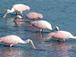 Roseate Spoonbills