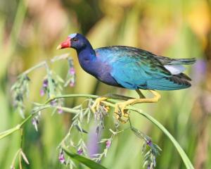 Purple and Common Gallinules