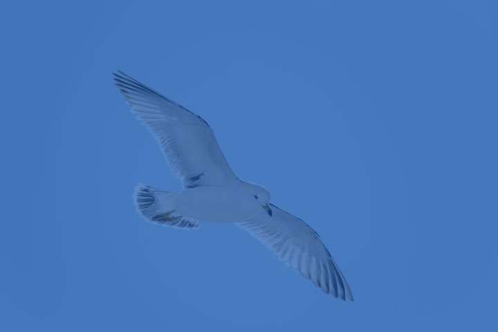 bird image with blue filter