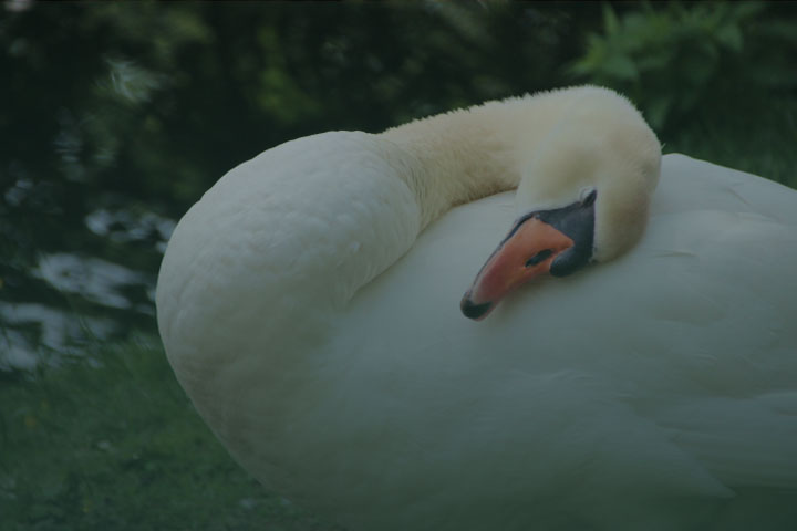 white swan image