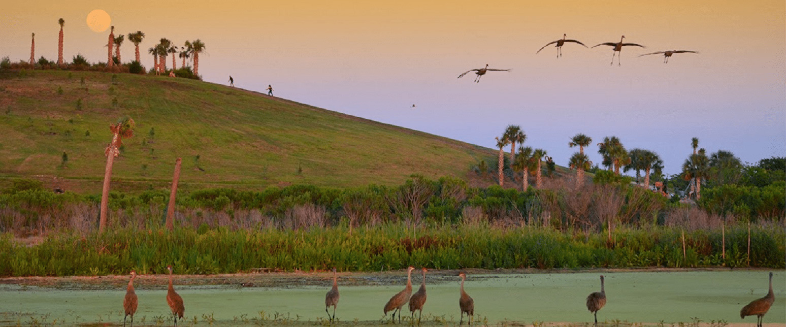 Park area with various birds image