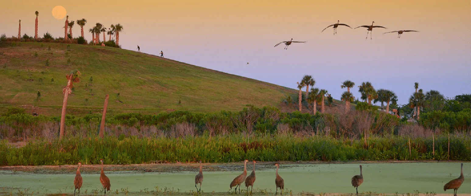 Celery-Fields Park area with various birds image