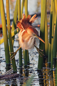 Least Bittern over water at sunset image