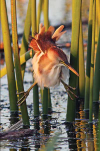 Least-Bittern-at-sunset3 Least Bittern over water at sunset image