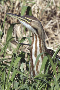 American bittern image