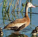 Duck and ducklings in water image