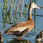 bird1 Duck and ducklings in water image
