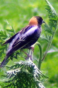 bobolink1 Bobolink image