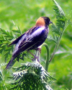 Bobolink image