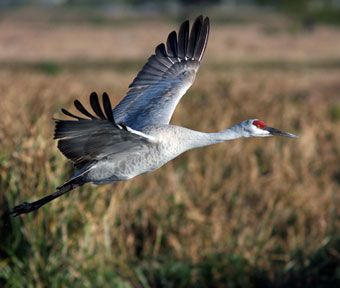 Sandhill crane image