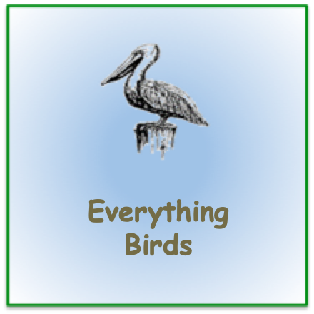 Stencil pelican image with words "everything birds"