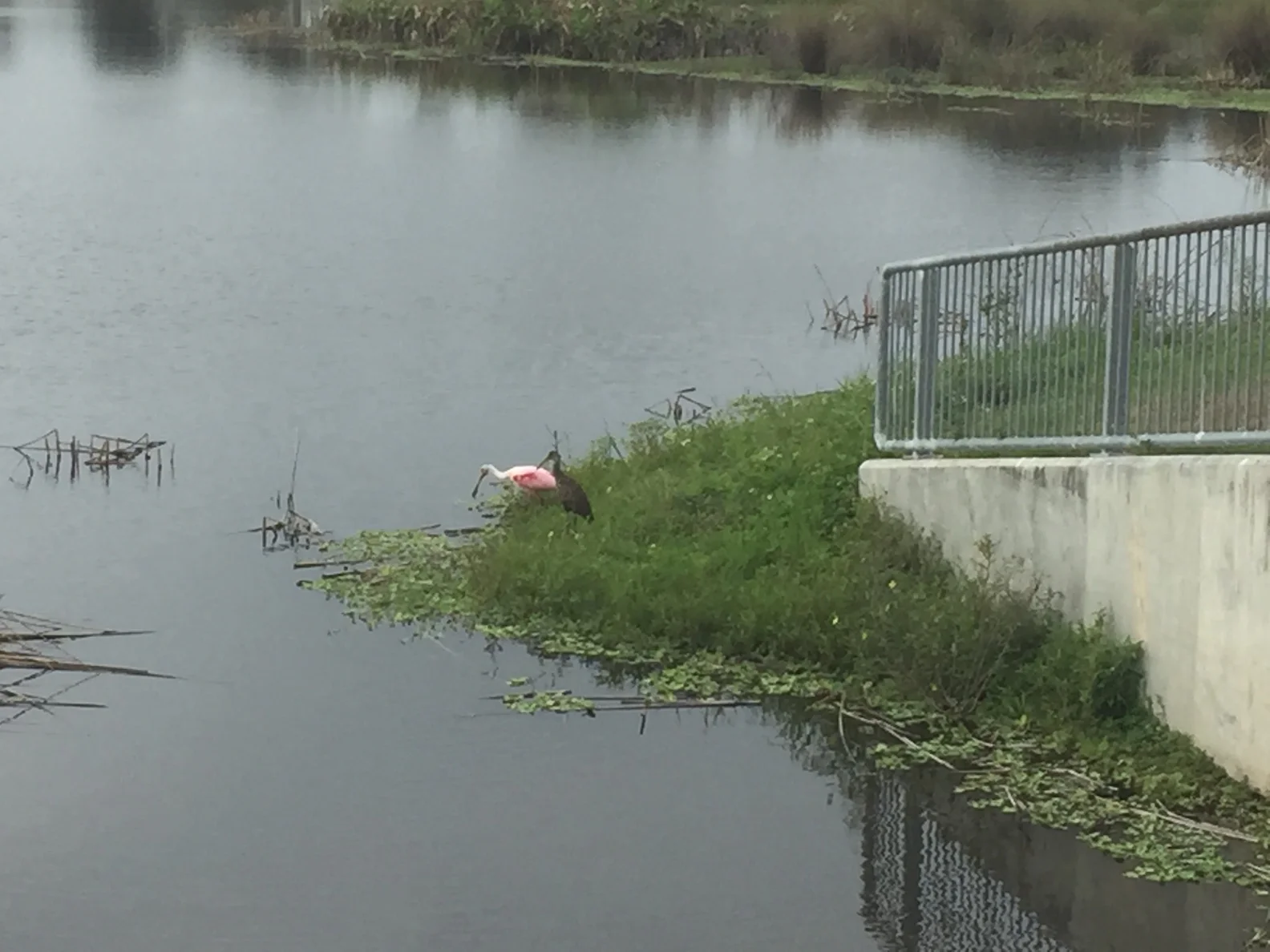 Celery Pink and brown bird beside pond image