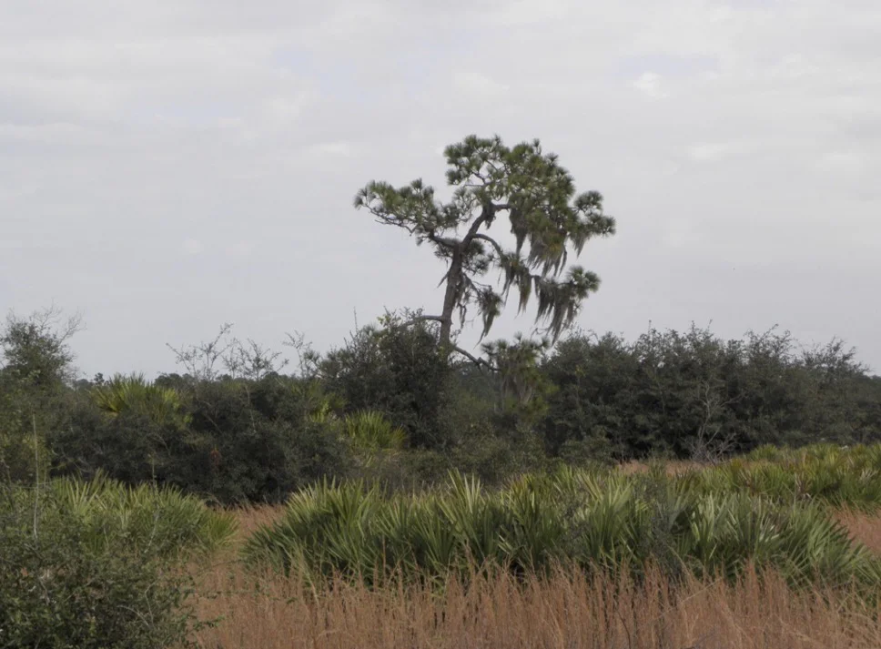 duette Pine tree and saw palmetto