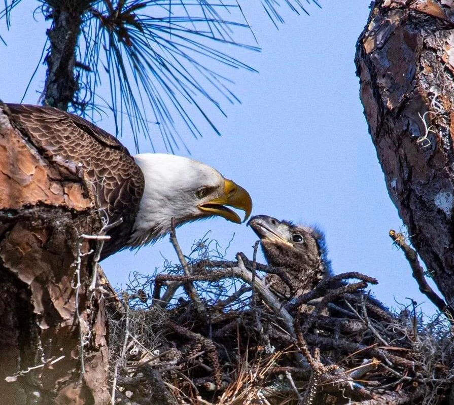 EAGLE TROLLY Tim Smith Adult feeding baby eaglet