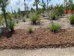 SE Quad Trees Oct 2025