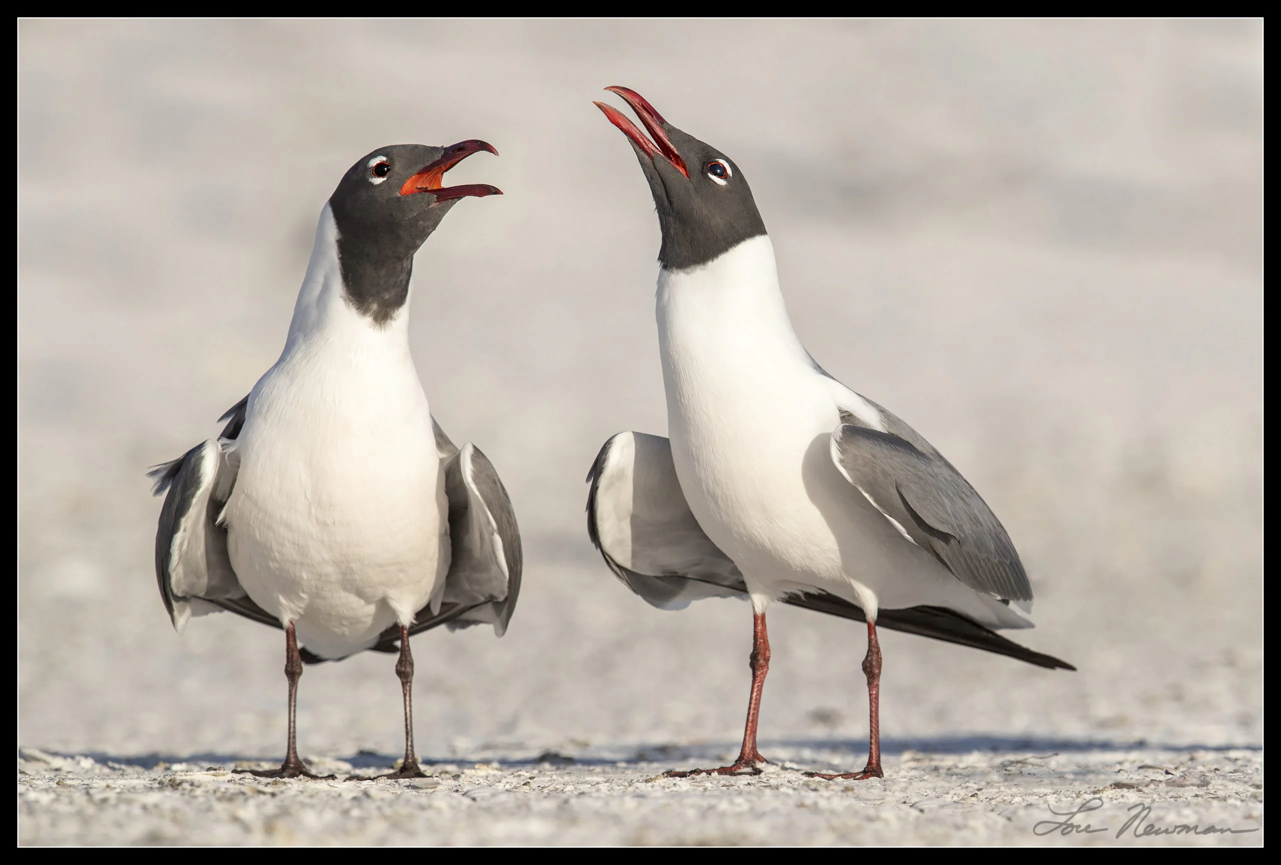 Laughing Gulls