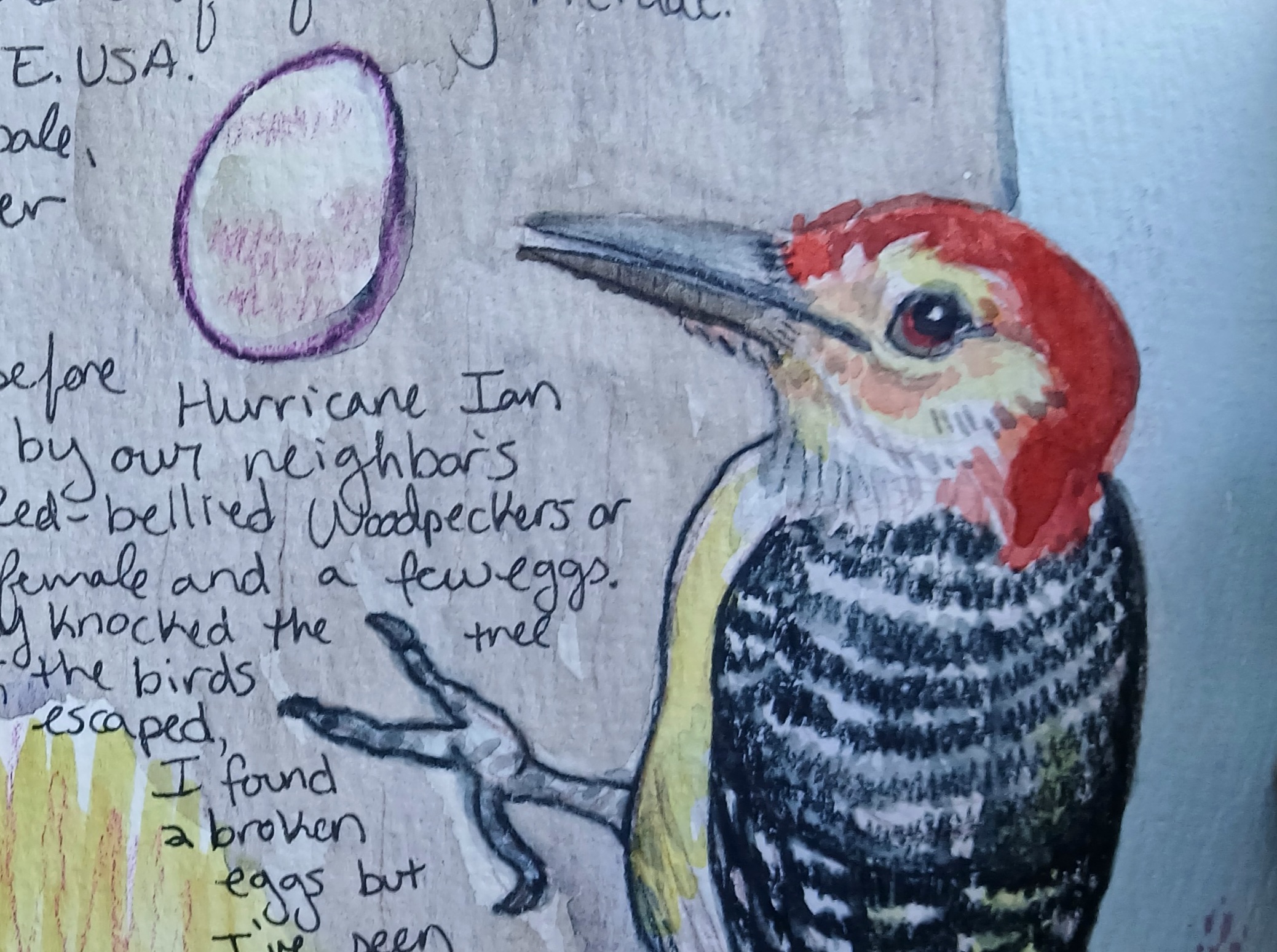 Adv Nature Journaling crop