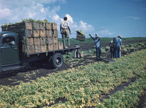 Celery Fields historic loading crates