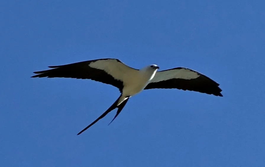Swallowtail Kite Margi Haas 4.22.19